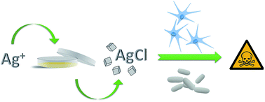 Graphical abstract: The predominant species of ionic silver in biological media is colloidally dispersed nanoparticulate silver chloride