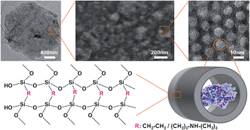 Graphical abstract: Hybrid periodic mesoporous organosilica designed to improve the properties of immobilized enzymes