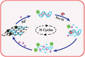 Graphical abstract: Graphene nanosensor for highly sensitive fluorescence turn-on detection of Hg2+ based on target recycling amplification