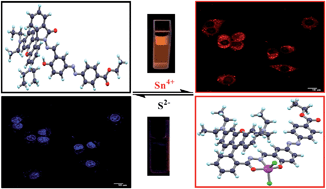 Graphical abstract: Imino–phenolic–azodye appended rhodamine as a primary fluorescence “off–on” chemosensor for tin (Sn4+) in solution and in RAW cells and the recognition of sulphide by [AR–Sn]