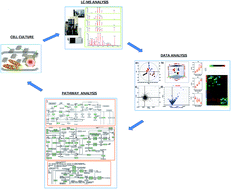 Graphical abstract: Metabolomics study on the cytotoxicity of graphene