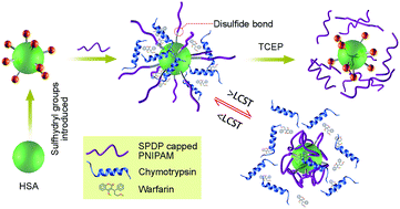 Graphical abstract: Synthesis of thermo-responsive polymer–protein conjugates through disulfide bonding