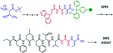 Graphical abstract: Synthesis and bioactivity of nobilamide B
