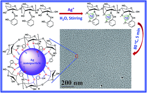 Graphical abstract: One-pot synthesis of narrowly distributed silver nanoparticles using phenolic-hydroxyl modified chitosan and their antimicrobial activity