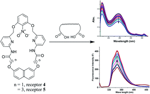 Graphical abstract: Steric inhibition of hydrogen bonding in molecular recognition of dicarboxylic acids: di-topic receptors containing a nitro group designed to behave like monotopic receptors
