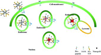 Graphical abstract: Long-term monitoring of capase-3 activity in living cells based on the FRET probe composed of quantum dot, nanogold and EGF