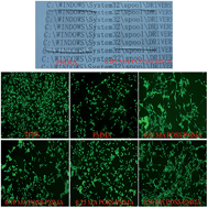 Graphical abstract: Synthesis of MA POSS–PMMA as an intraocular lens material with high light transmittance and good cytocompatibility
