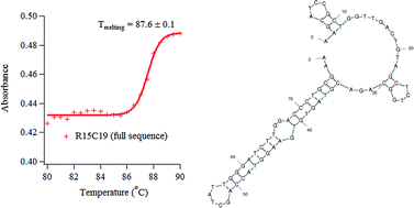 Graphical abstract: Determination of minimal sequence for binding of an aptamer. A comparison of truncation and hybridization inhibition methods