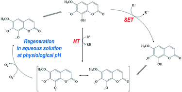 Graphical abstract: Antioxidant activity of fraxetin and its regeneration in aqueous media. A density functional theory study