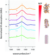 Graphical abstract: Molecular interactions of DNA with transfectants: a study based on infrared spectroscopy and quantum chemistry as aids to fluorescence spectroscopy and dynamic light scattering analyses