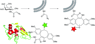 Graphical abstract: Diazo group as a new chemical reporter for bioorthogonal labelling of biomolecules