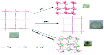 Graphical abstract: Synthesis and characterization of well-defined PAA–PEG multi-responsive hydrogels by ATRP and click chemistry