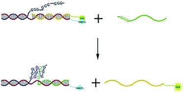 Graphical abstract: Regulation of DNA strand displacement using a G-quadruplex-mediated toehold