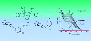 Graphical abstract: Exploring the catalytic activity of new water soluble dinuclear copper(ii) complexes towards the glycoside hydrolysis