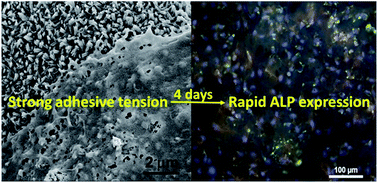 Graphical abstract: Rapid osteogenic differentiation of mesenchymal stem cells on hydroxyapatite nanocrystal clusters-oriented nanotopography