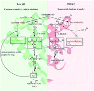 Graphical abstract: Reduction of ferrylmyoglobin by cysteine as affected by pH