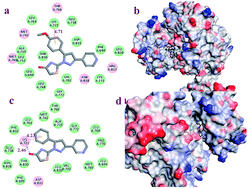 Graphical abstract: EGFR/HER-2 inhibitors: synthesis, biological evaluation and 3D-QSAR analysis of dihydropyridine-containing thiazolinone derivatives