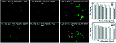 Graphical abstract: Surface charge effect on the cellular interaction and cytotoxicity of NaYF4:Yb3+, Er3+@SiO2 nanoparticles