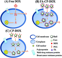 Graphical abstract: Folate-mediated and doxorubicin-conjugated poly(ε-caprolactone)-g-chondroitin sulfate copolymers for enhanced intracellular drug delivery