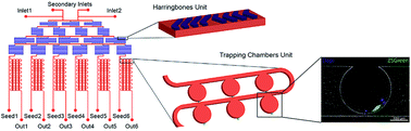Graphical abstract: High-throughput microfluidic platform for adherent single cells non-viral gene delivery