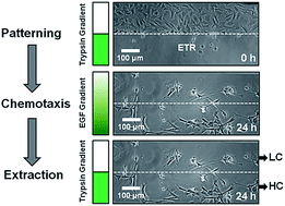 Graphical abstract: Selection of chemotactic adipose-derived stem cells using a microfluidic gradient generator