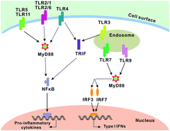 Graphical abstract: High-efficient inhibition of recognition in allorejection via a pMyD88/liposomes complex