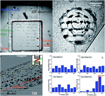 Graphical abstract: Localization and shaping of surface acoustic waves using PDMS posts: application for particle filtering and washing