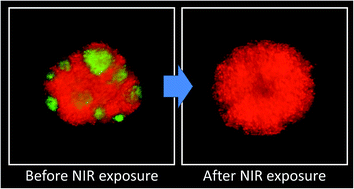 Graphical abstract: Selective cell elimination in vitro and in vivo from tissues and tumors using antibodies conjugated with a near infrared phthalocyanine