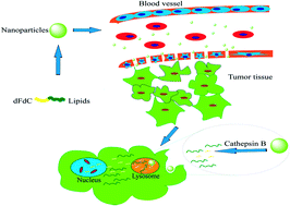 Graphical abstract: Cathepsin B-sensitive cholesteryl hemisuccinate–gemcitabine prodrug nanoparticles: enhanced cellular uptake and intracellular drug controlled release