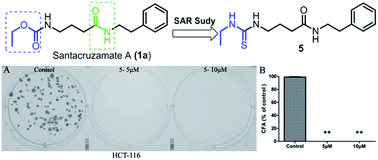Graphical abstract: Synthesis and biological evaluation of santacruzamate A and analogs as potential anticancer agents