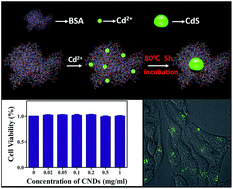 Graphical abstract: Direct synthesis of CdS nanodots embedded in bovine serum albumin without external sulfur source for cell imaging