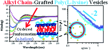 Graphical abstract: Molecular assembly of alkyl chain-grafted poly(l-lysine) tuned by backbone chain length and grafted alkyl chain