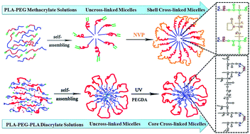Graphical abstract: Poly(lactic acid)/poly(ethylene glycol) block copolymer based shell or core cross-linked micelles for controlled release of hydrophobic drug