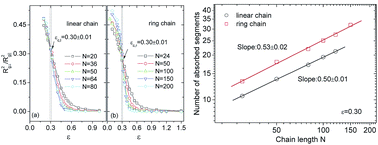Graphical abstract: Conformation and adsorption transition on an attractive surface of a ring polymer in solution