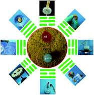 Graphical abstract: Multifunctional, marvelous polyimide aerogels as highly efficient and recyclable sorbents