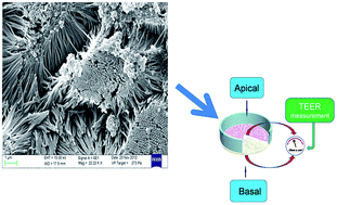 Graphical abstract: Effect of apple, baobab, red-chicory, and pear extracts on cellular energy expenditure and morphology of a Caco-2 cells using transepithelial electrical resistance (TEER) and scanning electron microscopy (SEM)