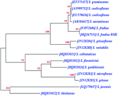 Graphical abstract: Environmentally benign antifouling potentials of triterpene-glycosides from Streptomyces fradiae: a mangrove isolate