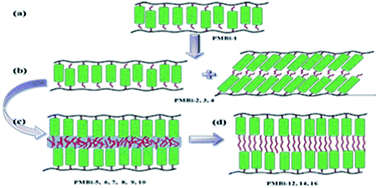 Graphical abstract: Influence of alkoxy tail length on the phase behaviors of side-chain liquid crystalline polymers without the spacer