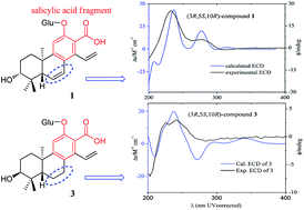 Graphical abstract: Stereochemistry of cleistanthane diterpenoid glucosides from Phyllanthus emblica