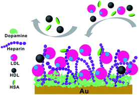 Graphical abstract: Polydopamine-assisted deposition of heparin for selective adsorption of low-density lipoprotein