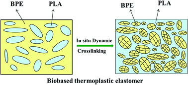 Graphical abstract: Novel biobased thermoplastic elastomer consisting of synthetic polyester elastomer and polylactide by in situ dynamical crosslinking method