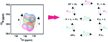 Graphical abstract: NMR characterization of cooperativity: fast ligand binding coupled to slow protein dimerization