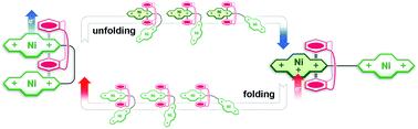 Graphical abstract: An electrochemically switchable foldamer – a surprising feature of a rotaxane with equivalent stations