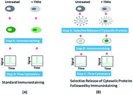 Graphical abstract: Detecting intracellular translocation of native proteins quantitatively at the single cell level