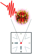 Graphical abstract: Single-molecule spectroscopy of photosynthetic proteins in solution: exploration of structure–function relationships
