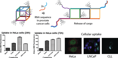 Graphical abstract: Sequence-responsive unzipping DNA cubes with tunable cellular uptake profiles