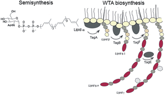 Graphical abstract: Reconstituting poly(glycerol phosphate) wall teichoic acid biosynthesis in vitro using authentic substrates