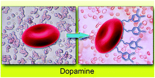Graphical abstract: Antigenically shielded universal red blood cells by polydopamine-based cell surface engineering