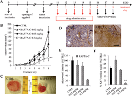 Graphical abstract: In vivo anti-tumor activity of the organometallic ruthenium(ii)-arene complex [Ru(η6-p-cymene)Cl2(pta)] (RAPTA-C) in human ovarian and colorectal carcinomas