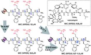 Graphical abstract: Highly active antibacterial ferrocenoylated or ruthenocenoylated Arg-Trp peptides can be discovered by an l-to-d substitution scan